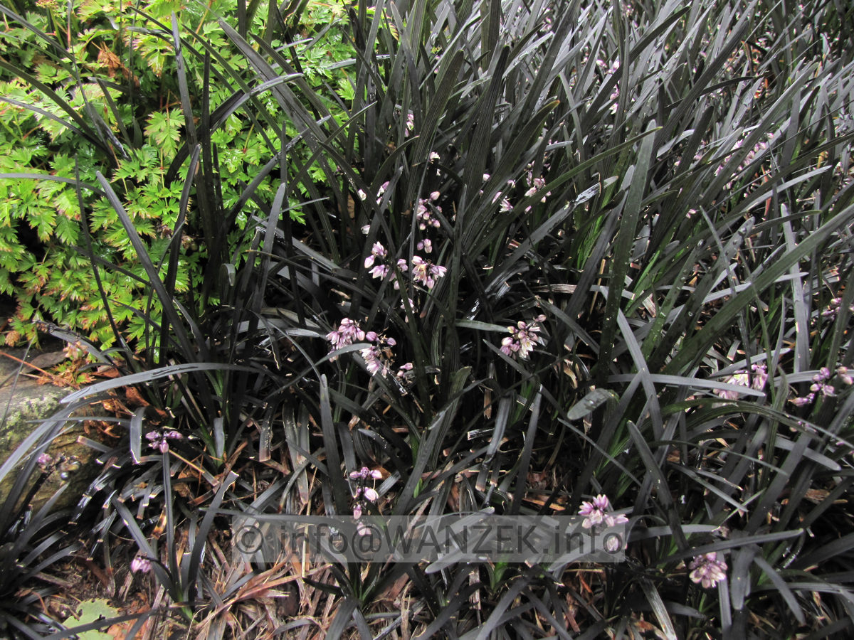 Ophiopogon planiscapus Nigrescens 01 flaechig+Blueten nah.JPG
